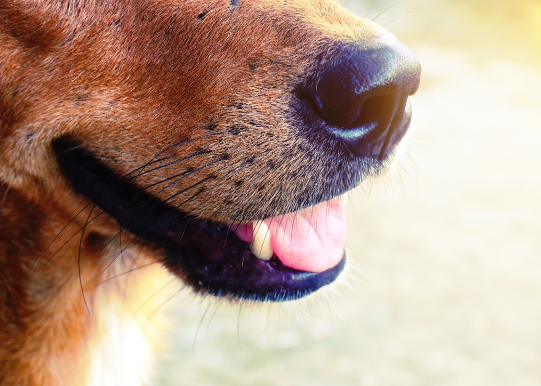 A dog's whiskers are an important sense organ